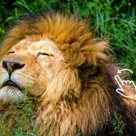 Cracovie : Zoo avec prise en charge à l'hôtel