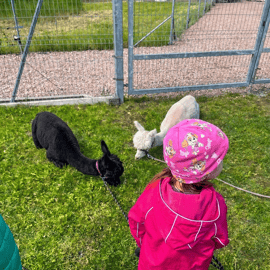 Parc des alpagas : choisissez votre alpaga pour une promenade et une séance de nourrissage