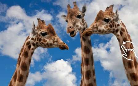 Cracovie : Zoo avec prise en charge à l'hôtel