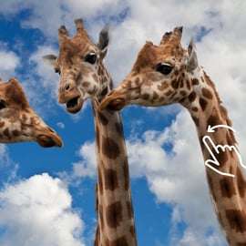 Cracovie : Zoo avec prise en charge à l'hôtel