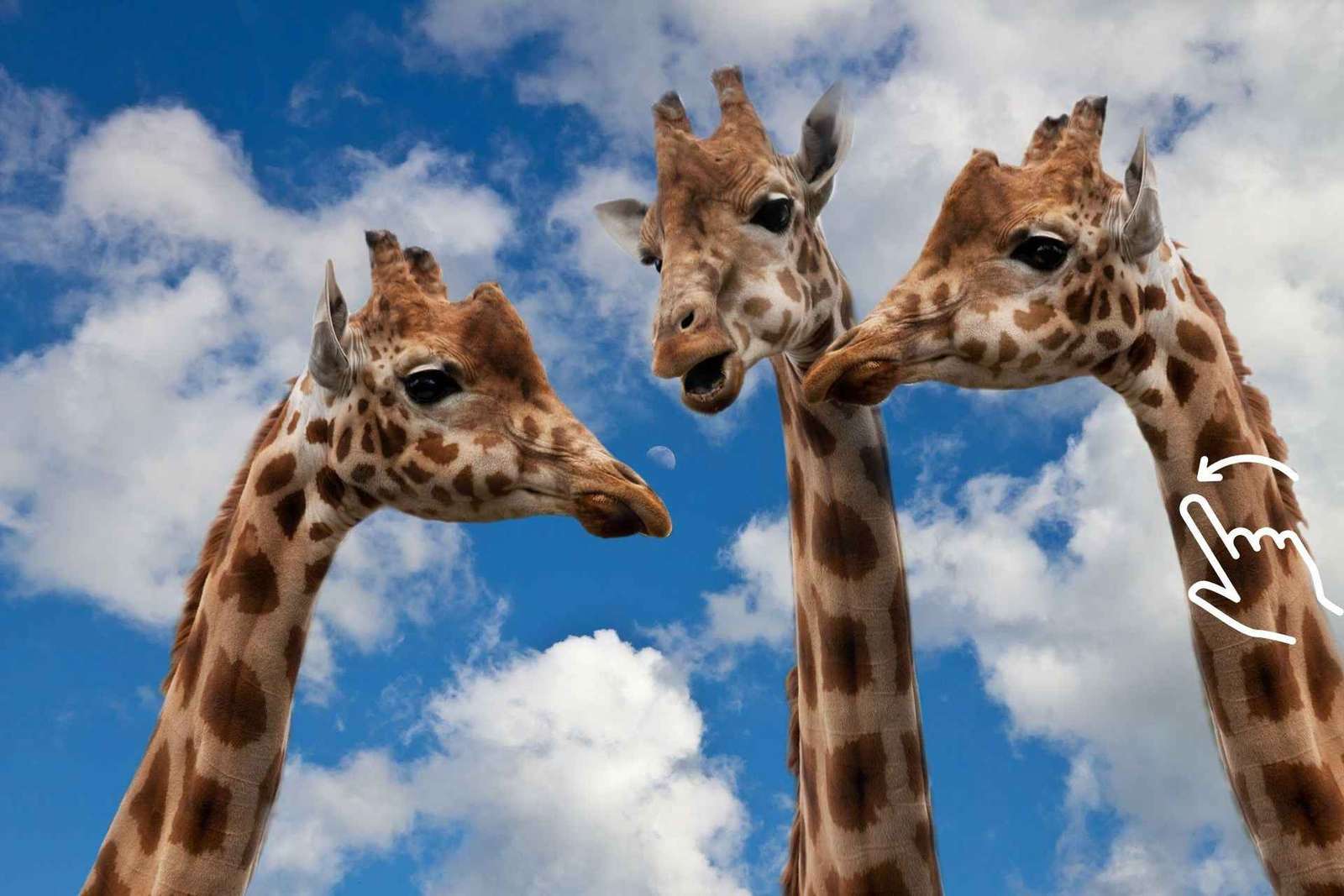 Cracovie : Zoo avec prise en charge à l'hôtel
